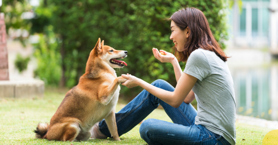training dogs with bare pets
